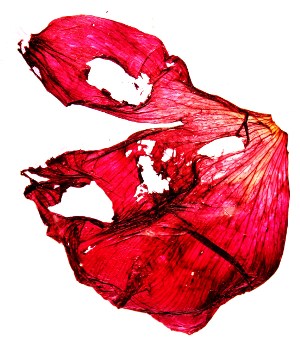 red